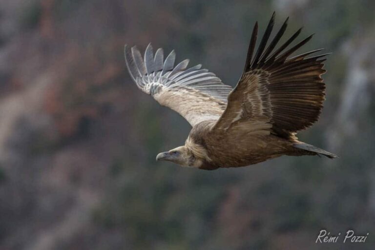 Vautour fauve les ailes déployées