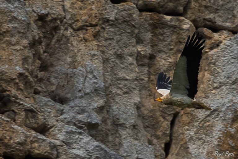 Vautour percnoptère en vol le long d'une falaise