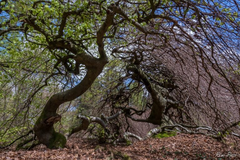 Voute naturelle de branches d'arbres dans la forêt de Verzy