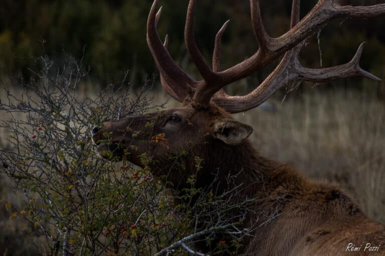 Cerf mangeant les baies d'un buisson