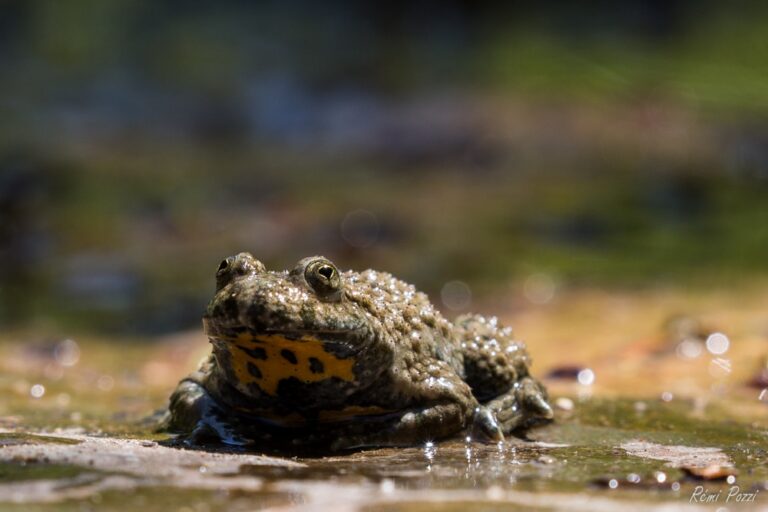 Crapaud sonneur à ventre jaune barbottant dans l'eau