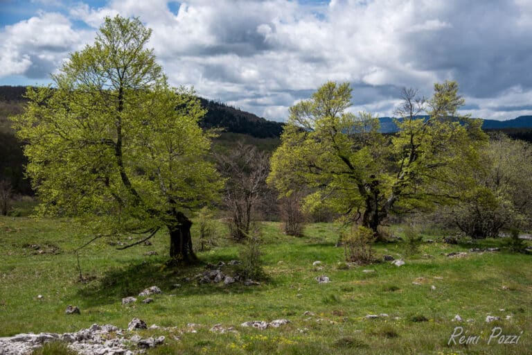 Vieux hêtres majestueux sur la plateau du Retord