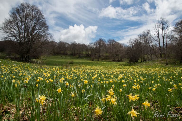 Champ de jonquilles sauvages sur le plateau du Retord