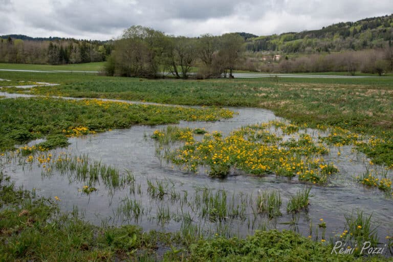 Plaine marécageuse de Brénod dans l'Ain