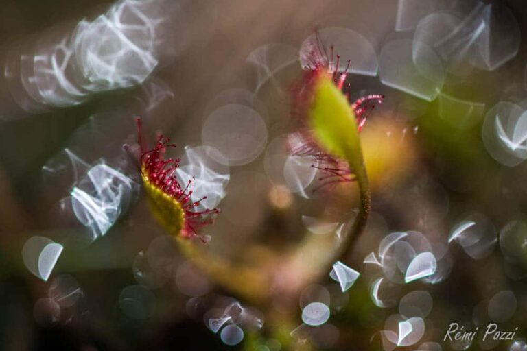 Zoom sur une drosera intermedia dans la tourbière de Cerin