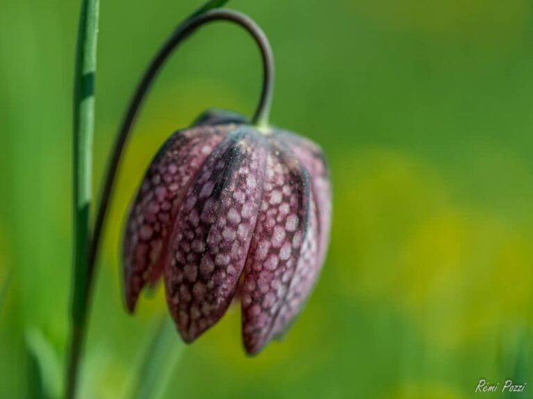 Macrophoto d'une fritillaire rose