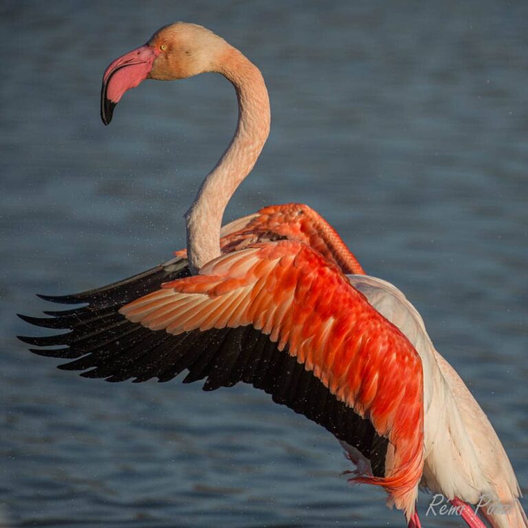 Flamant rose les ailes déployées dans l'eau