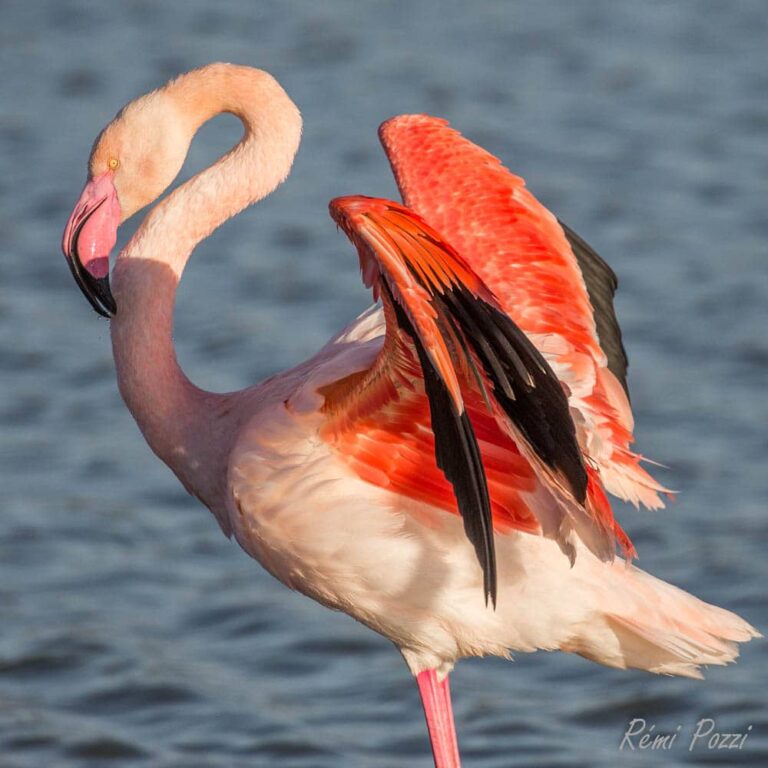 Ailes très rose d'un flamant dans l'eau