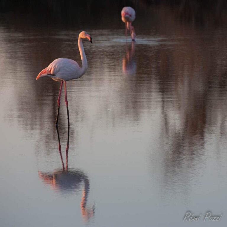 Deux flamants roses se baladent sur une grande étendue d'eau