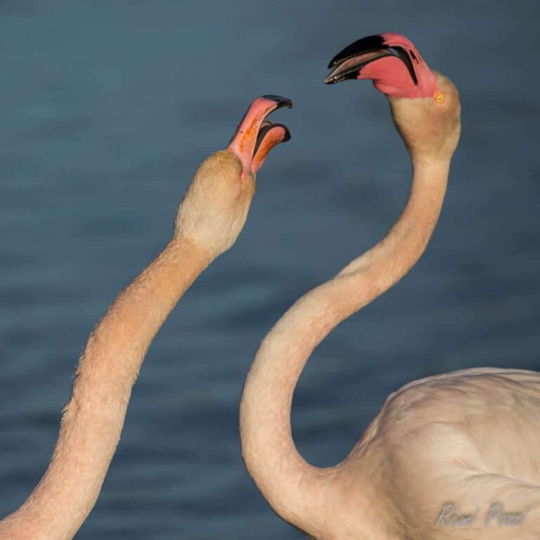 Deux flamants roses en train de se battre