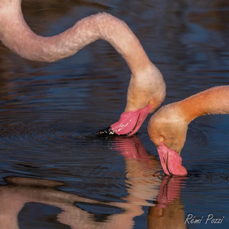 Deux flamants roses en train de s'hydrater dans un point d'eau