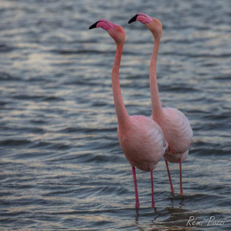 Deux flamants roses dressés de tout leur long