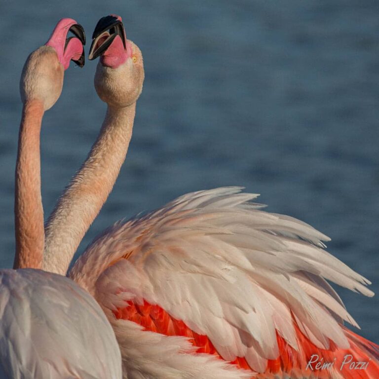 Deux flamants roses face à face sur un lac