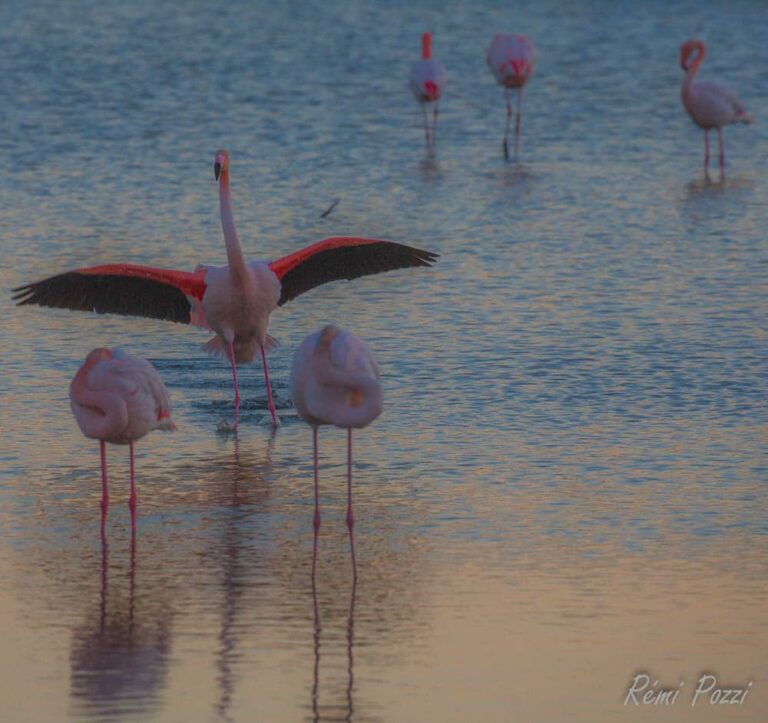 Flamant rose les ailes déployées revenant dans le groupe