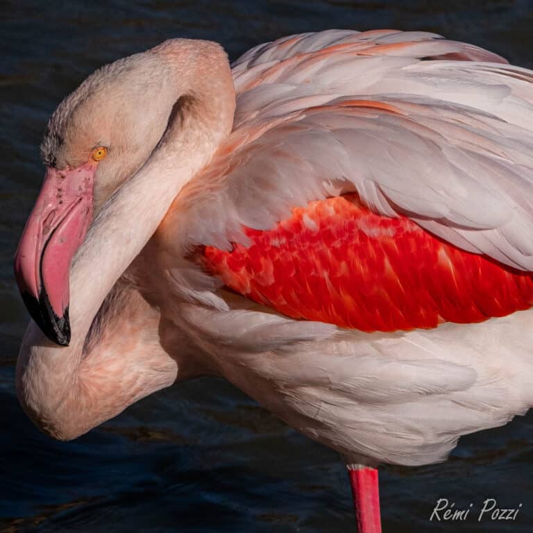 Flamant rose sur une patte en train de dormir