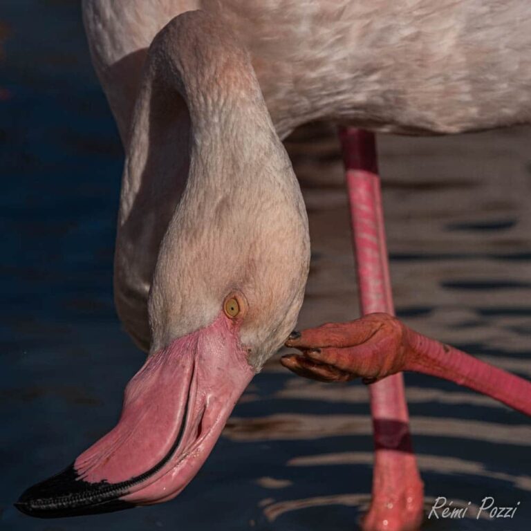 Flamant rose qui se gratte la tête de sa patte