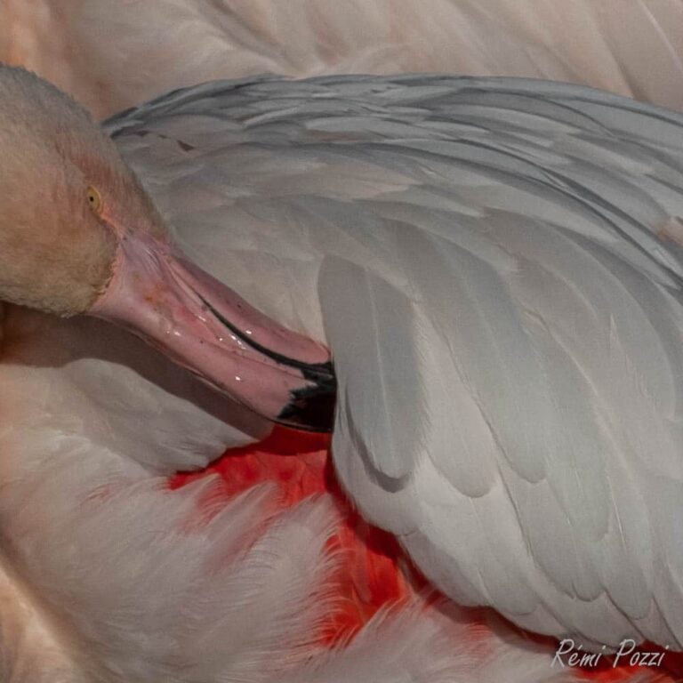 Flamant rose avec le bec sous son aile