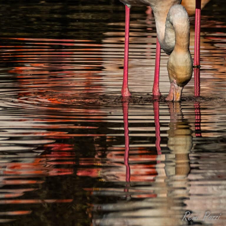 Flamant rose la tète dans l'eau