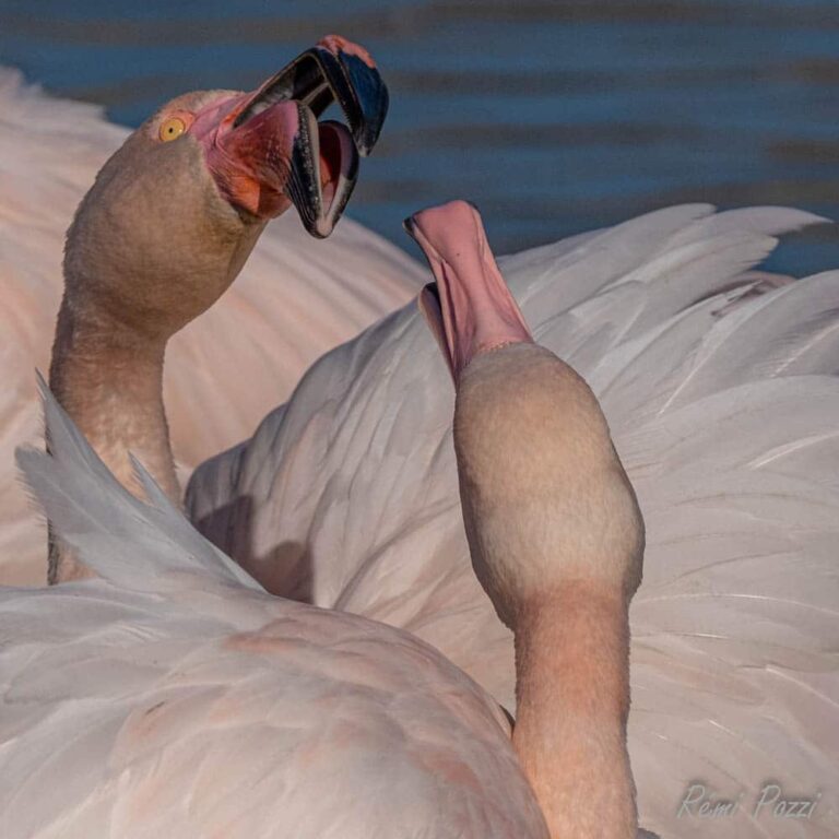 Gros plan sur des flamants roses qui se regardent