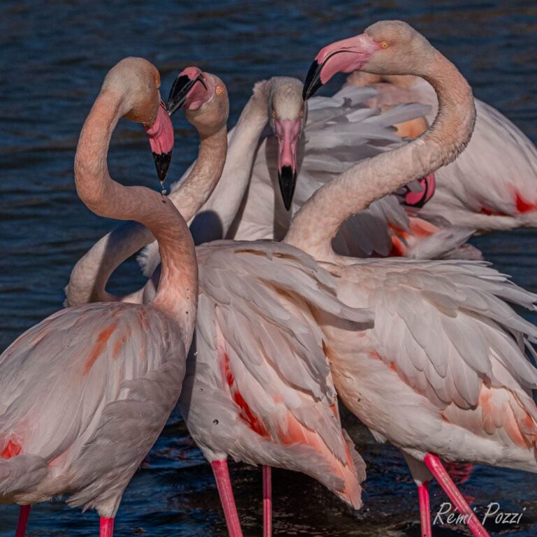 Groupe de flamants roses qui se regardent